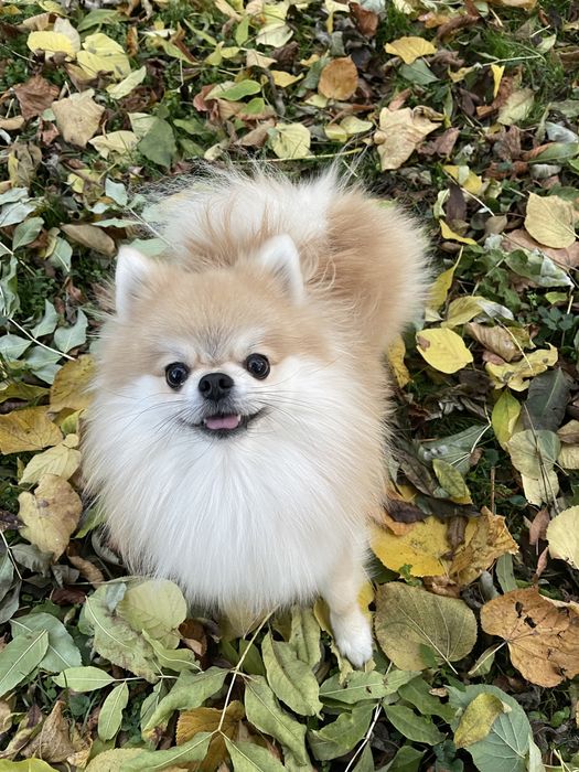 Пропонуємо до в‘язки померанського шпіца