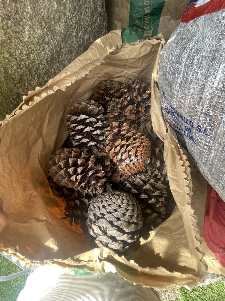 Pinhas deste ano para venda