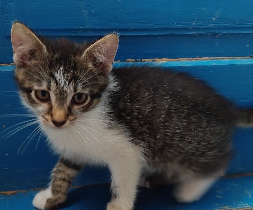 Kocięta szukają swojego Człowieka