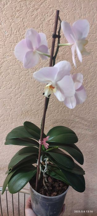 Орхідея baby fase домашнє цвітіння