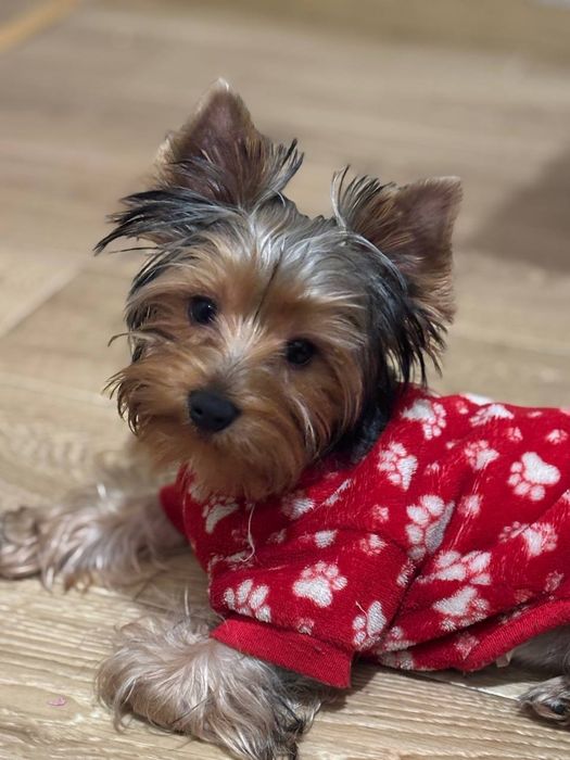 Йоркширский терьер девочка