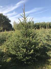 Drzewka bożonarodzeniowe choinki świerk zielony srebrny jodła kaukaska