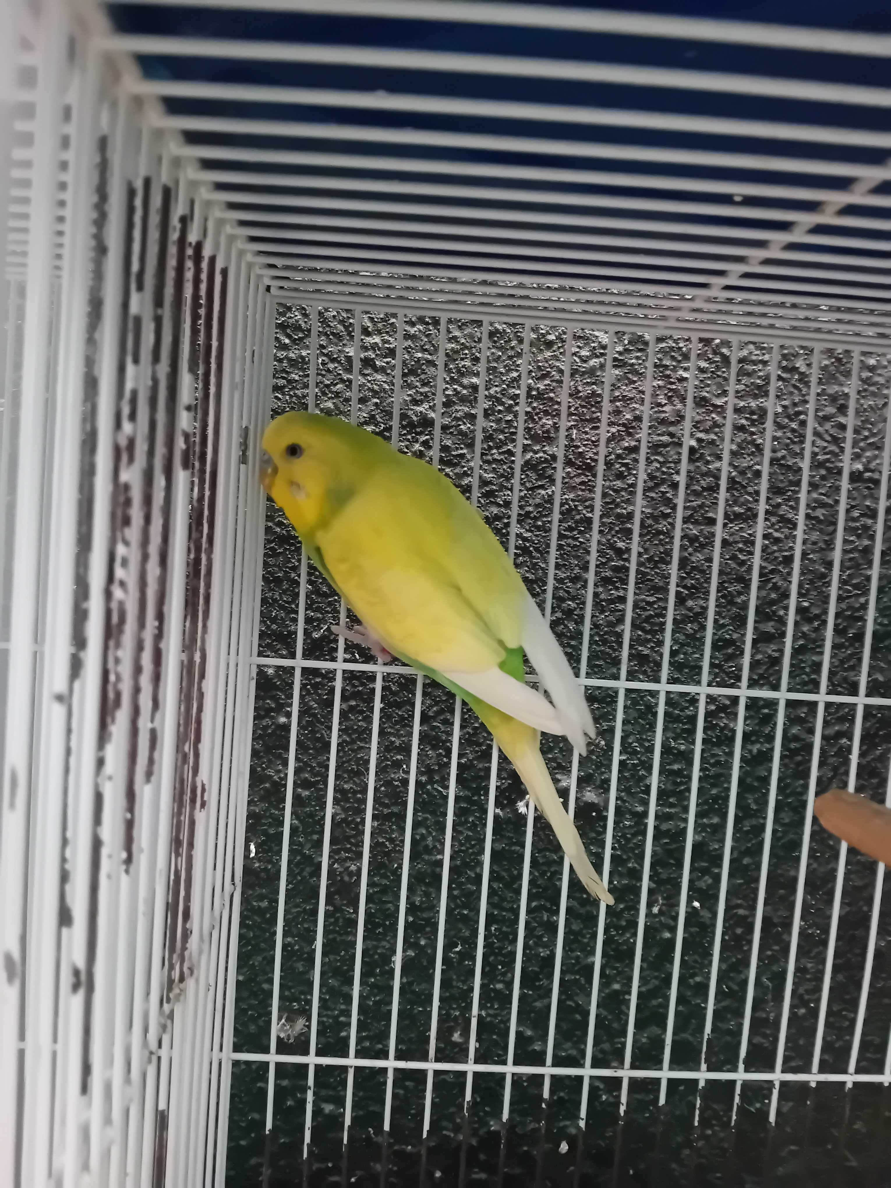 Aves de Bico Curvo (Ler Descrição)