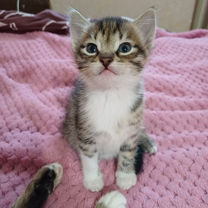 Котята шукають люблячу родину