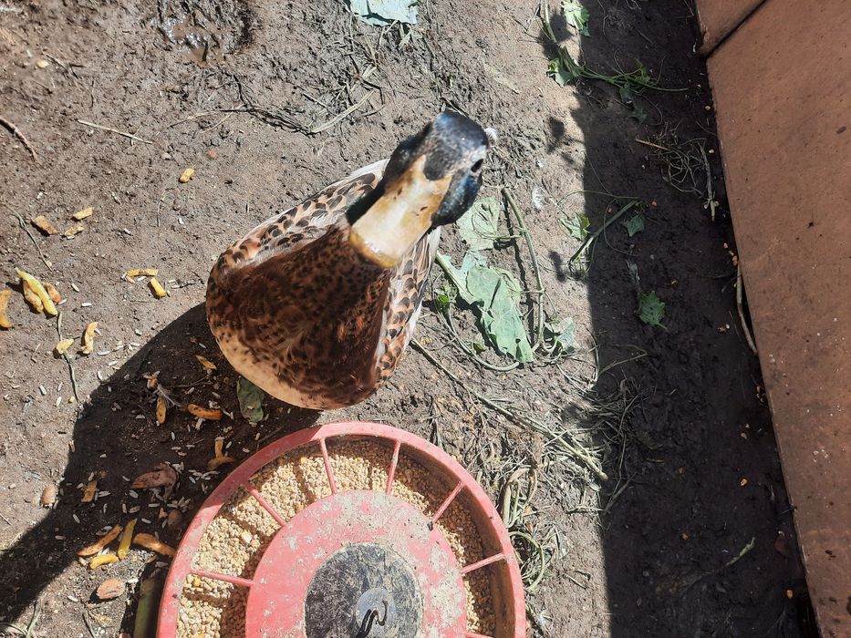 Casal Patos Rowen
