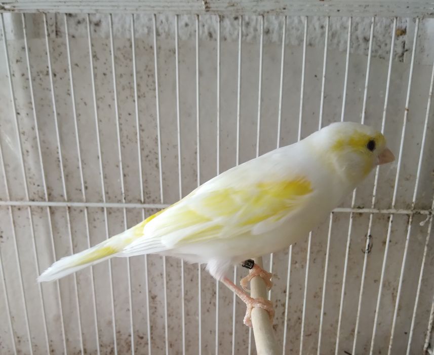 Canárias Timbradas Espanhol