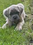 Cane corso suczka