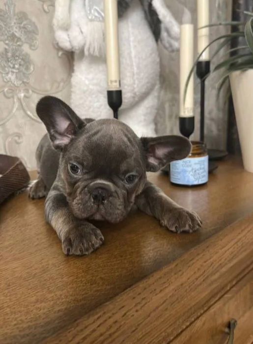 Собачка французький бульдог