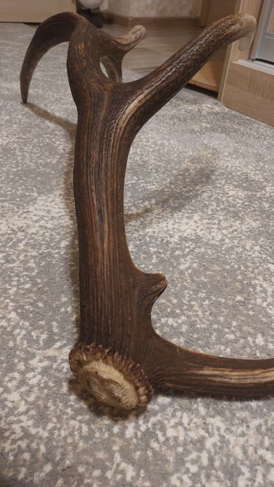 Продам Ріг оленя свіжі 25 року