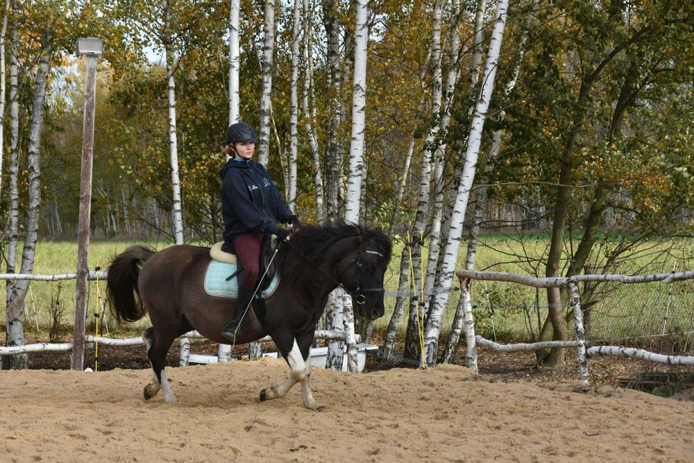 Ogier huculski 4 lata