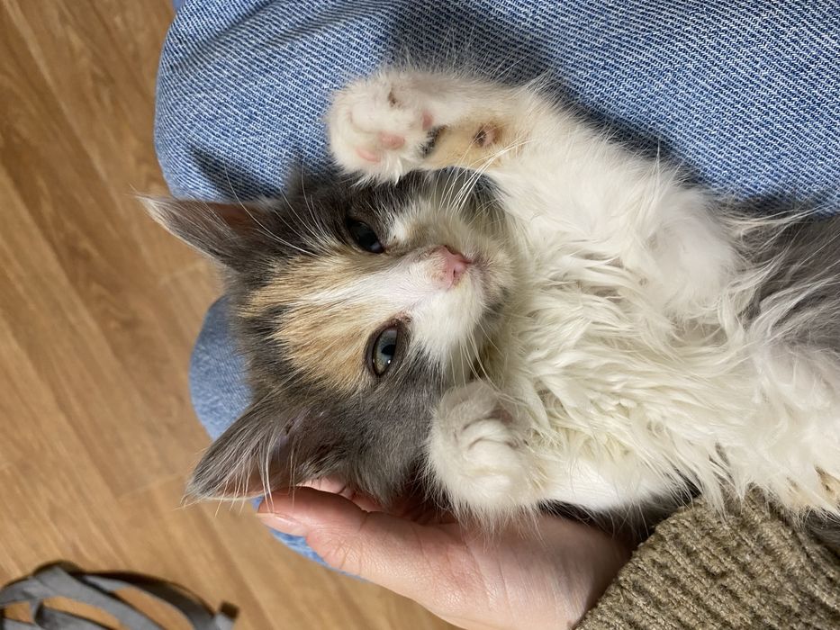 шукаємо дім кошенятам!