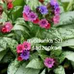 Koleus  irysy miodunka miechunka