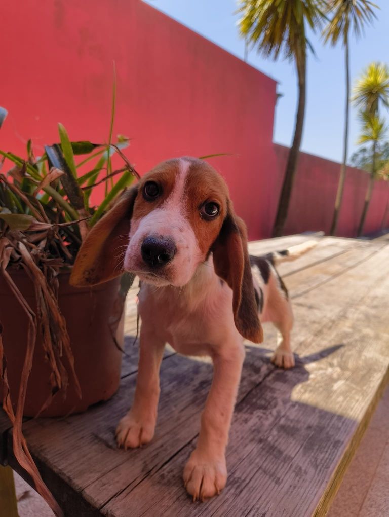 Beagle fantastico fantastico