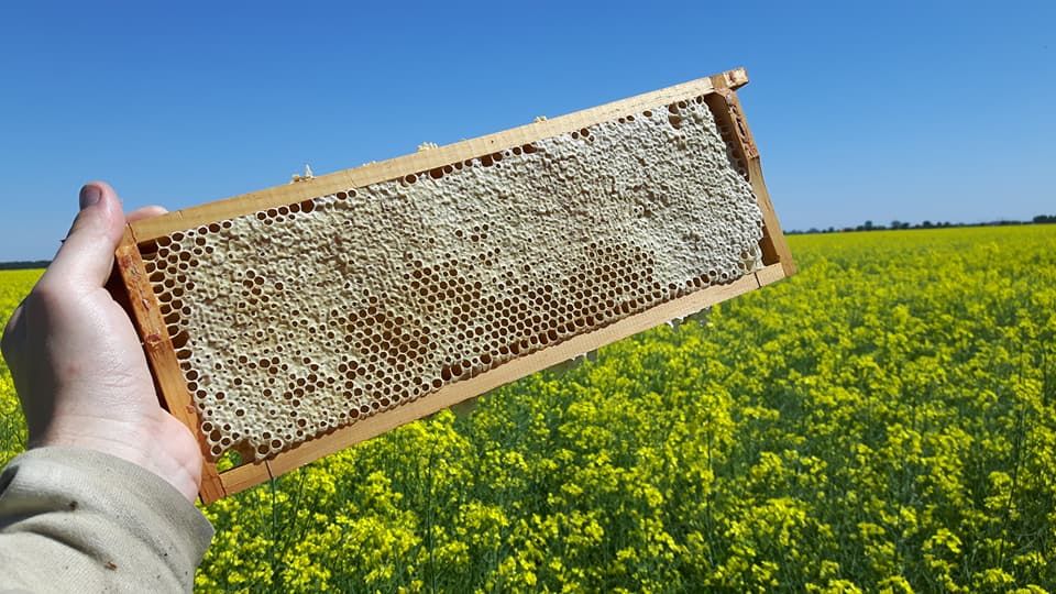 Odkłady pszczele na ramce wielkopolskiej, odkład-PASIEKA PSZCZELI AZYL