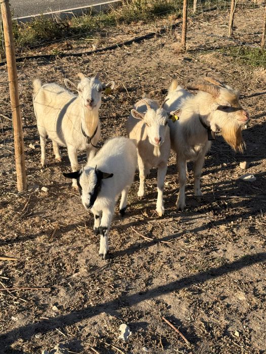 Vendo lote de 4 Cabras anãs