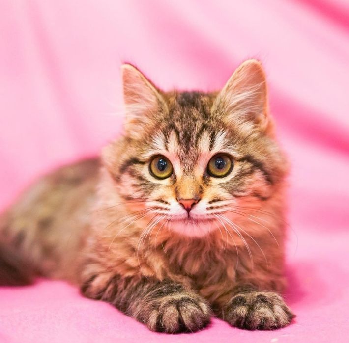 Котята бесплатно