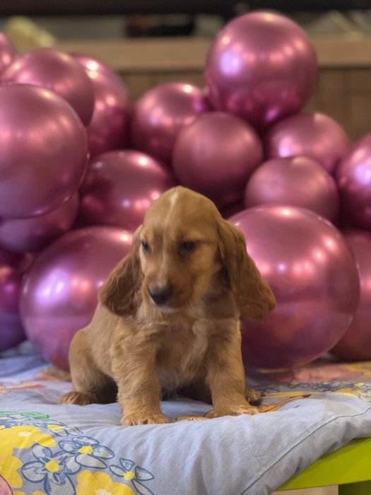 Cocker spaniel szczeniak