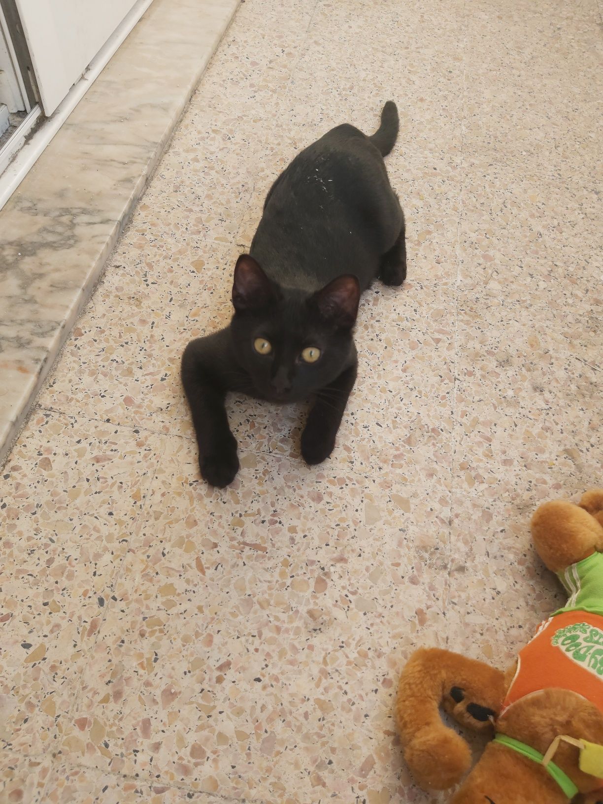 Gatinho com 5 meses para adopção