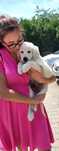 Golden Retriever Piesek gotowy do odbioru