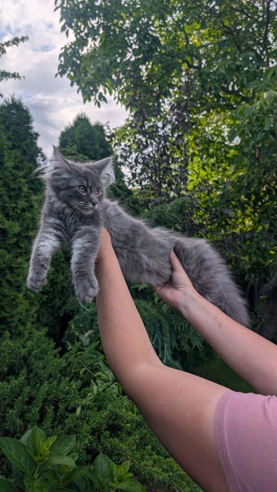 Umbrella niebieski klasyk Maine Coon. Zapraszamy