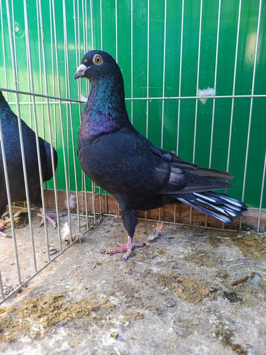 Pocztowe Frill toy stencil pary