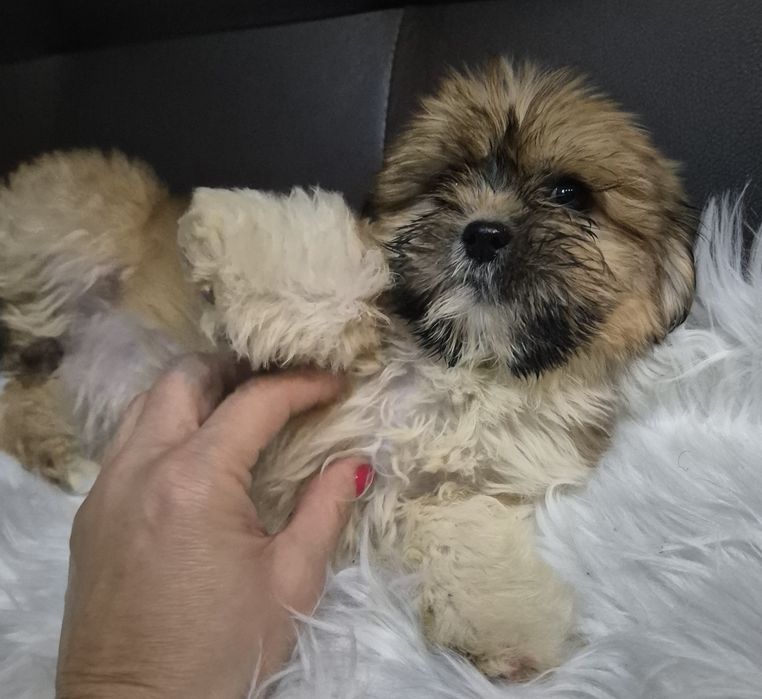 Suczka  lhasa apso