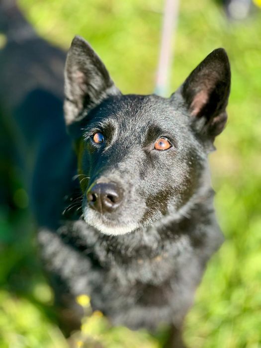 Flapi to taki mały batonik Brauni–słodki, kochany i poprawiający humor