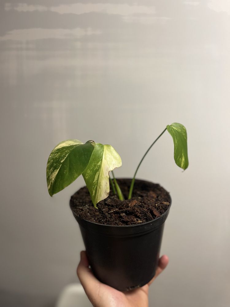Planta Monstera aurea