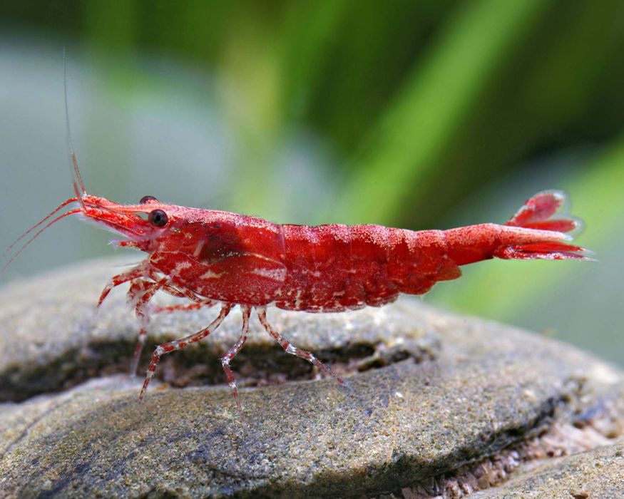 Camarões Red Cherry (Neocaridina davidi)