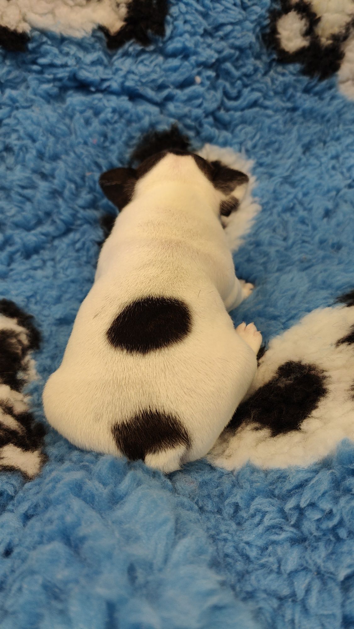 Buldog francuski szczenie ZKwP/FCI