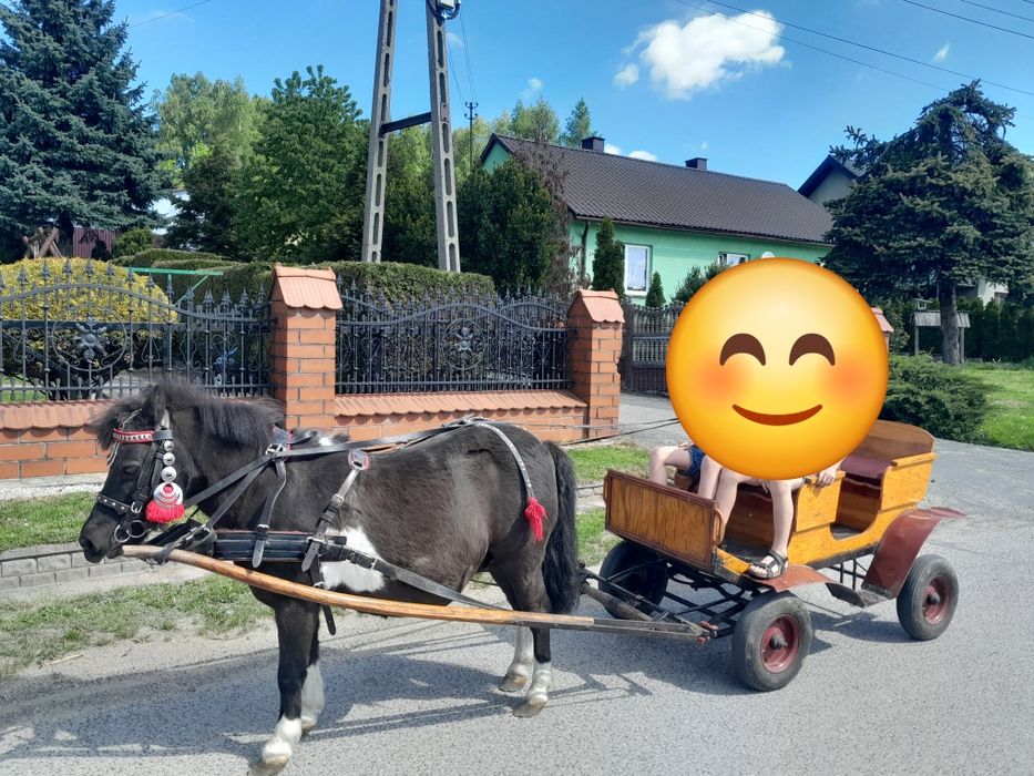 Sprzedam kucyka klacz
