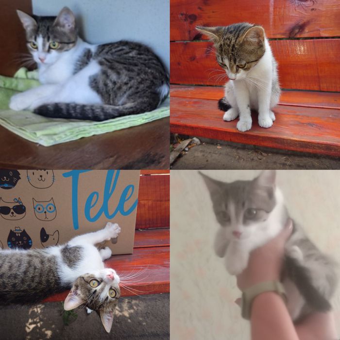 Котенок девочка бесплатно. Кошка. Котята. Кошечка даром