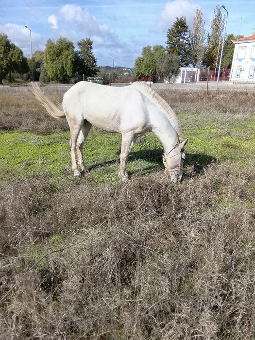 Vendo ou troco muito lindo