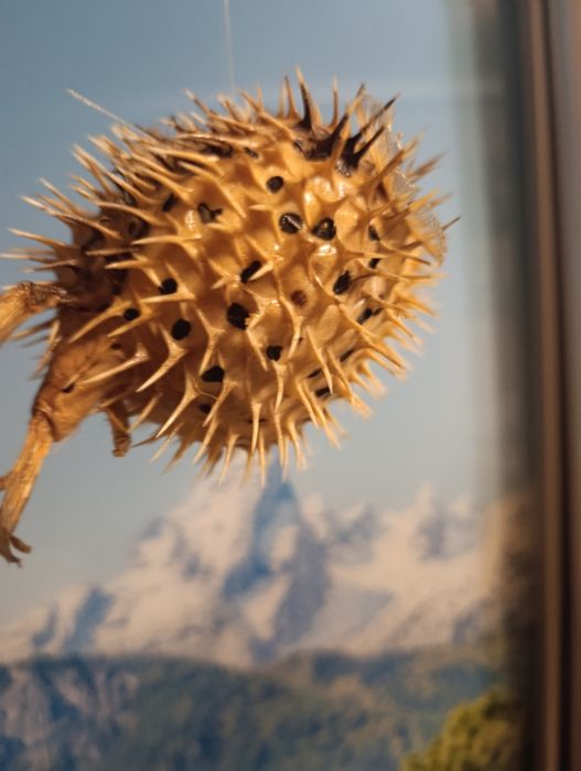 Фугу , рыба еж , сувенир