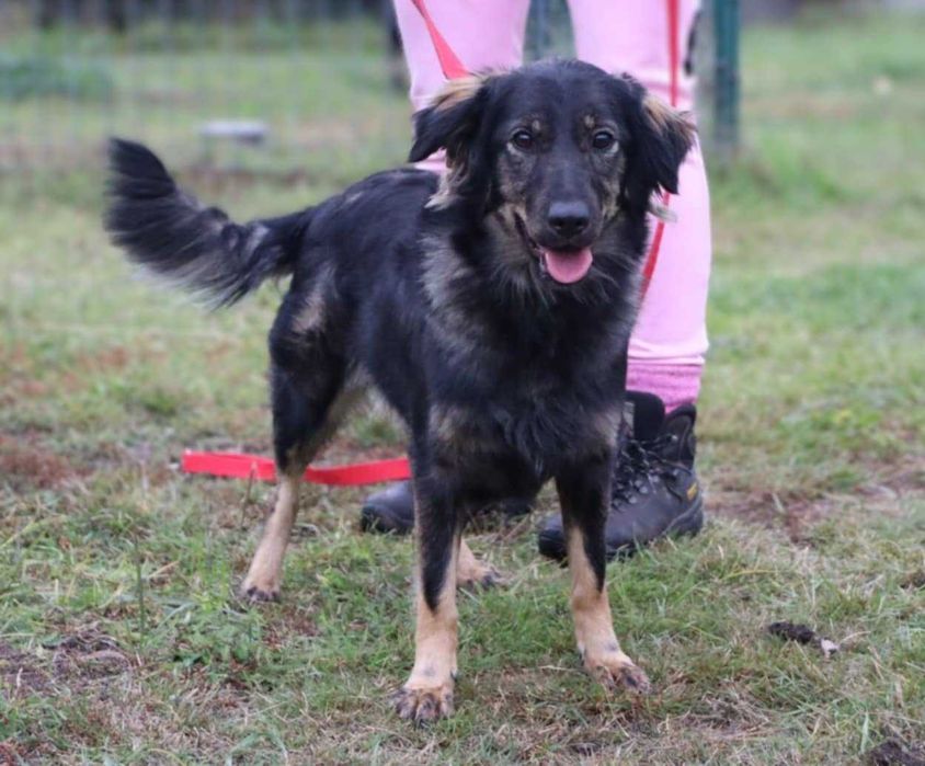 młodziutka śliczna sunia do adopcji