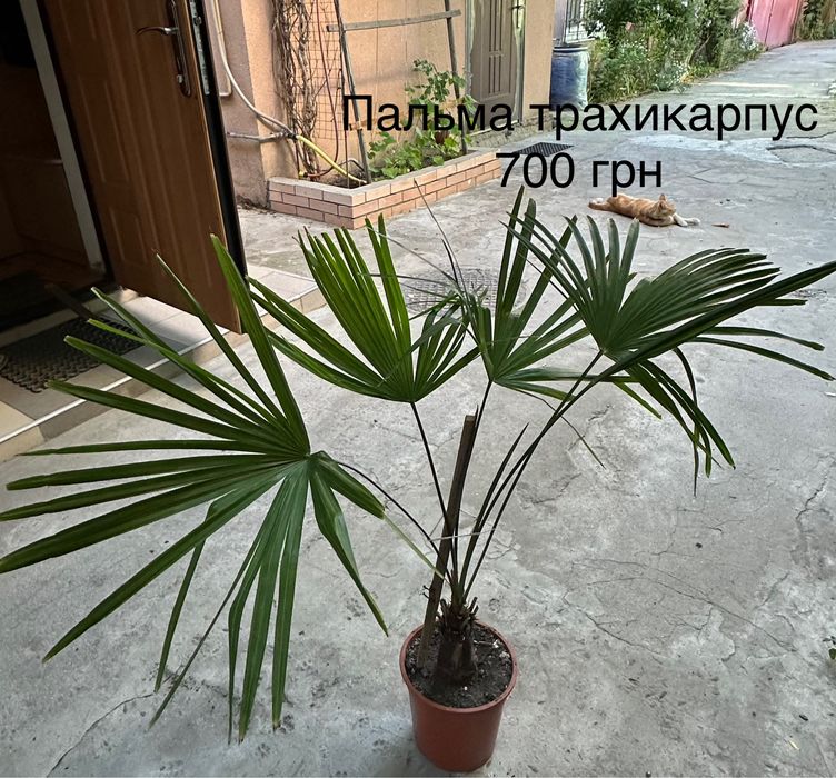 Распродажа растений:пальма,кратон,спатифиллиум,фикус,шеффлера,кислица