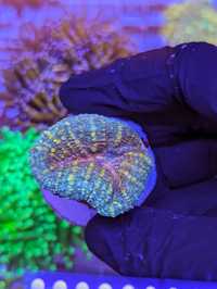 Lobphyllia Orange WYSIWYG #2 akwarystyka morska koralowiec LPS