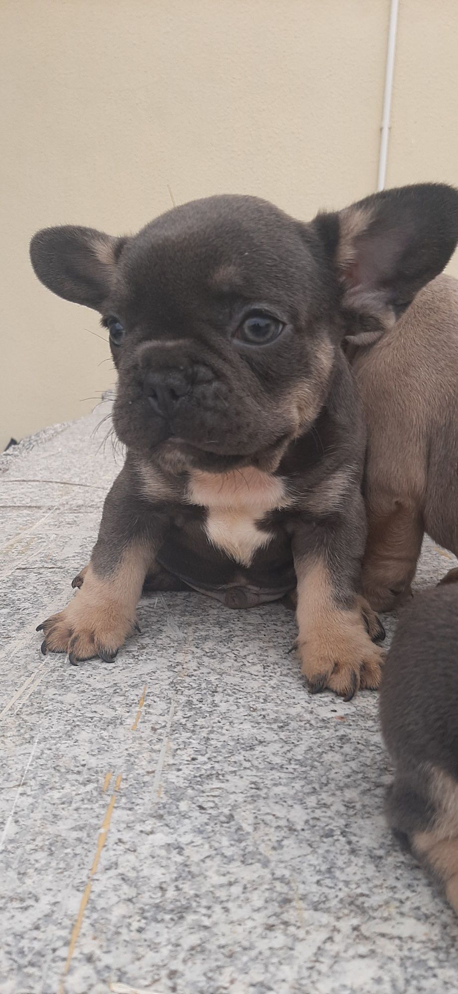 Bulldog Francês blue   tan