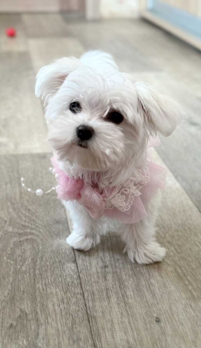 найкраща дівчинка міні мальтезе КСУ