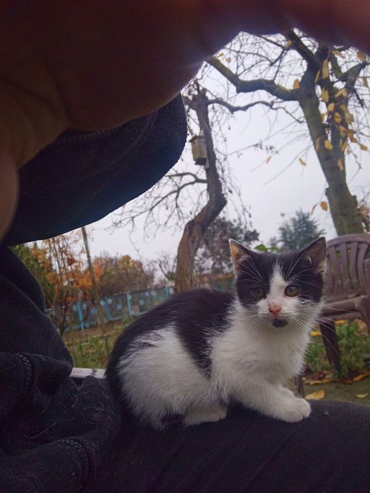 Młode kociaki oddam w dobre ręce. Są to samiczki, zabawne i oswojone.