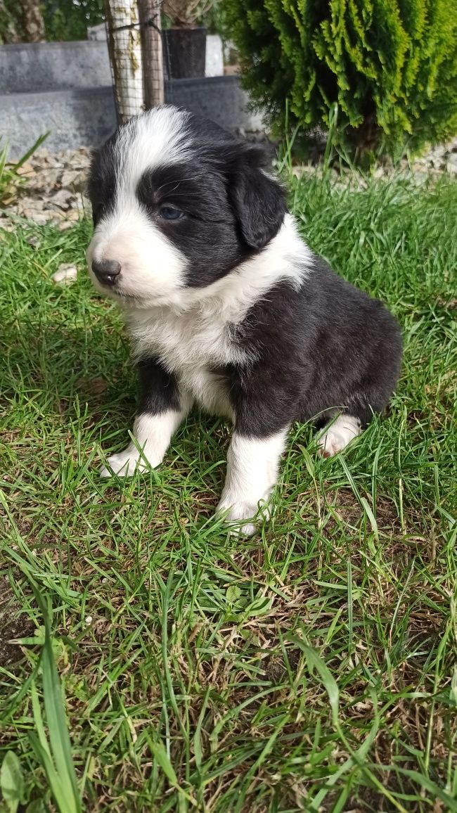 Border Collie suczka