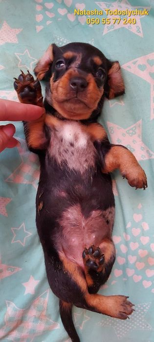 Мраморна принцесочка за декілька днів буде готова до переїзду