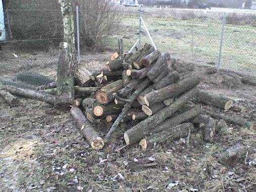 Drewno owocowe do wędzenia - grusza, morela, jabłoń, śliwa