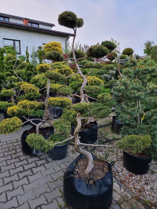 Krzewy formowane Niwaki BONSAI ogrodowe