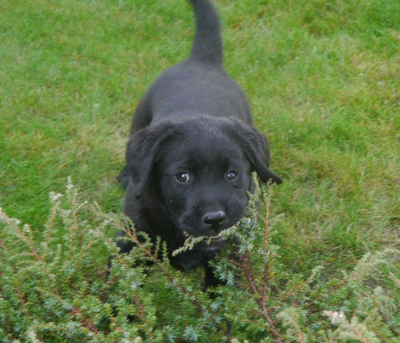 Labrador retriever - czarny chłopiec z rodowodem ZKwP / FCI