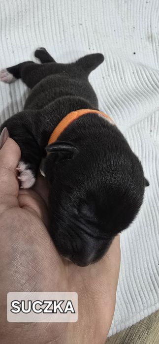 Oddam W Dobre Ręce [ mama amstaff ]