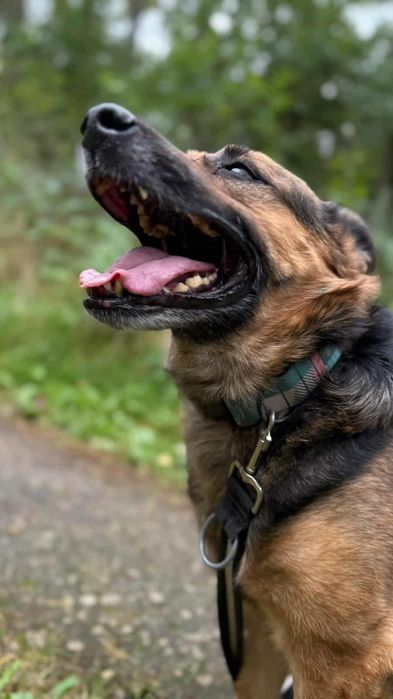 Pies w typie husky do adopcji!