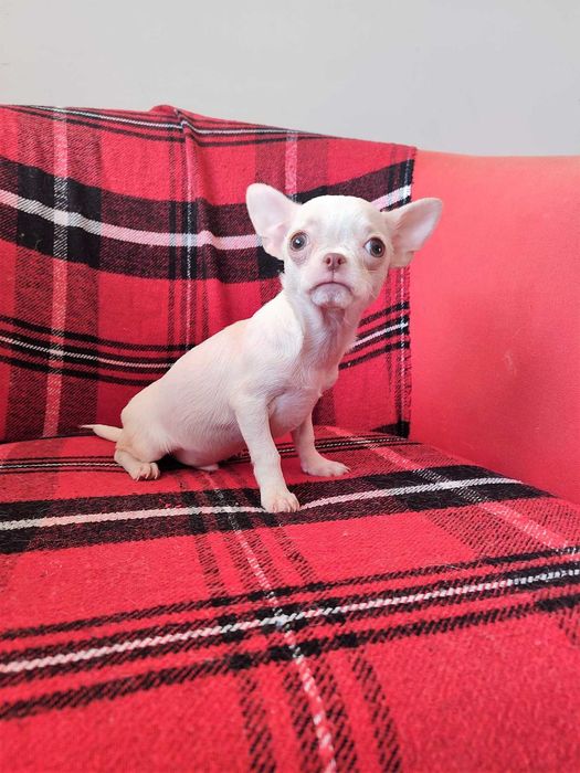 Суперська дівчинка без недоліків