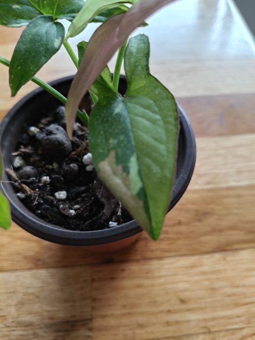 Syngonium red spod trikolor