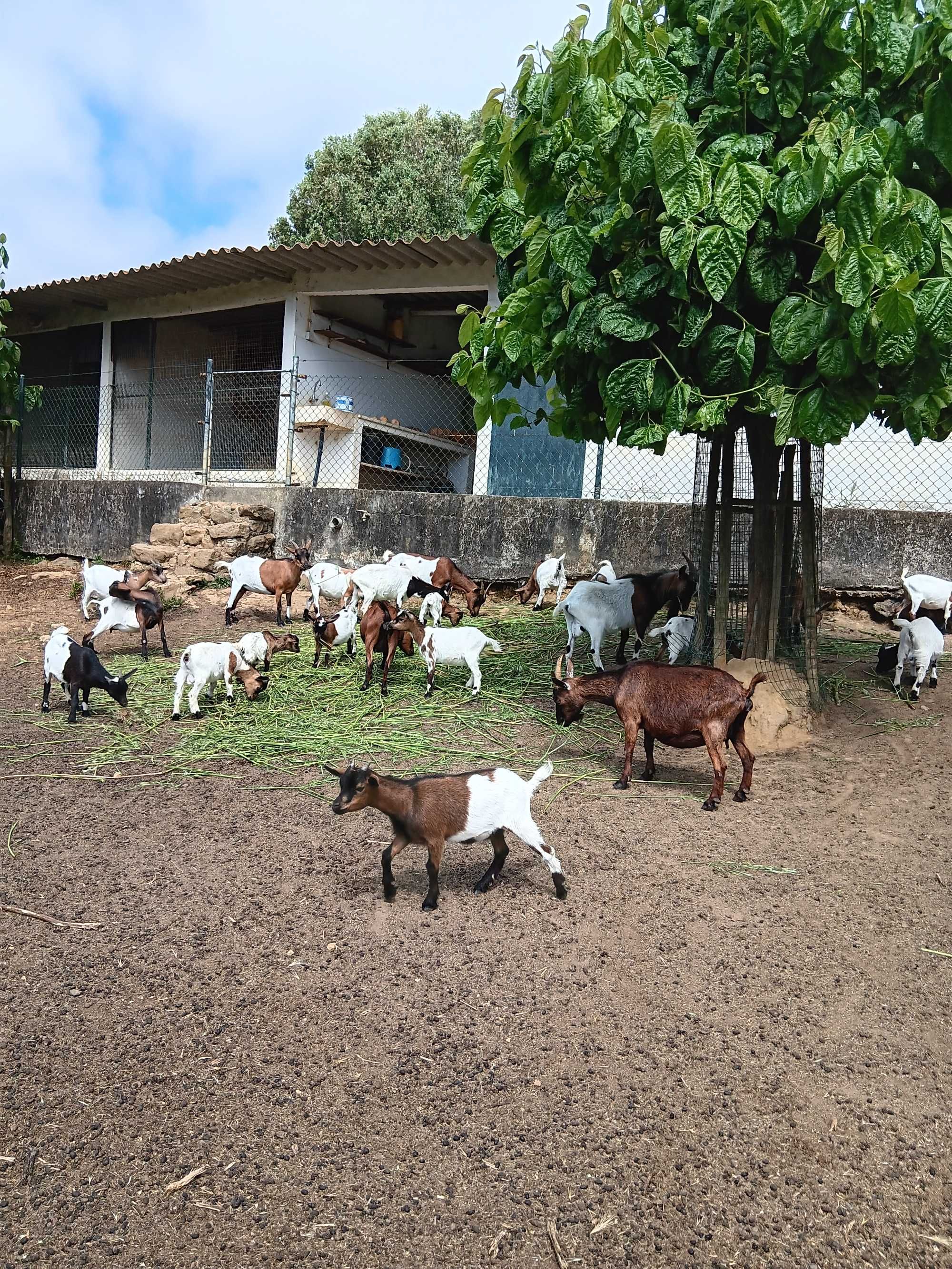 Vendem-se cabras anãs (6 meses)